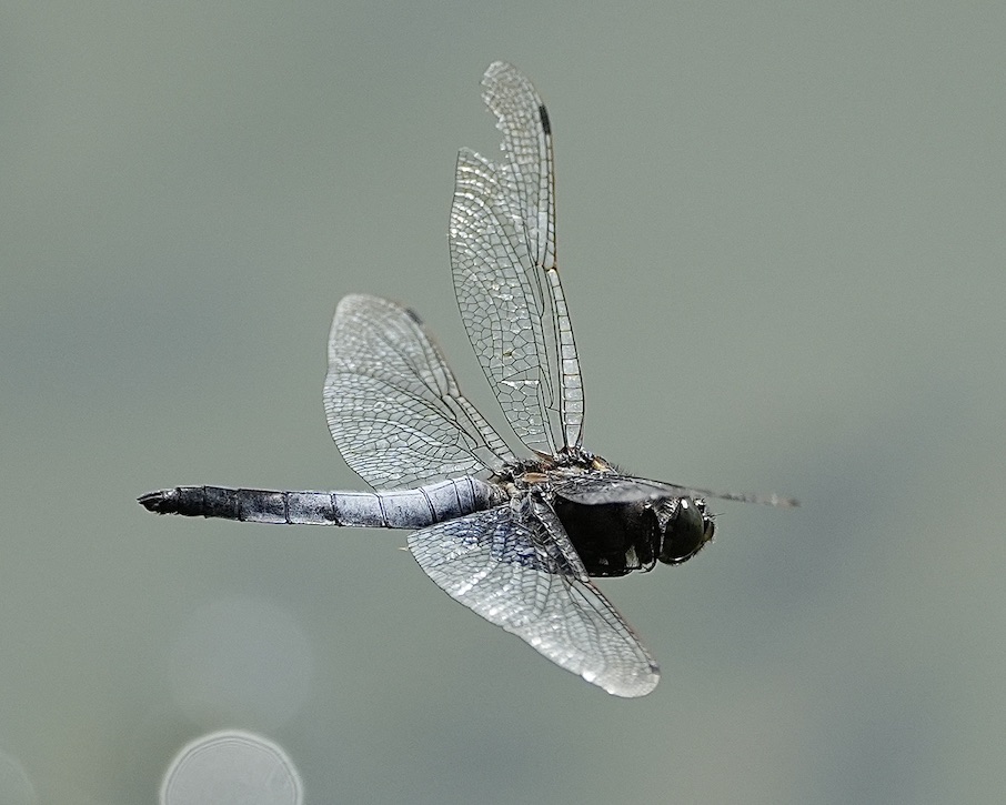 black-tailed skimmer